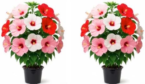 Hardy Hibiscus Luna Rose Live Starter Plant, 4-8 Inches | Giant Dinner Plate Perennial Blooms, USDA Zones 4 to 9, Full Sun, No Pot