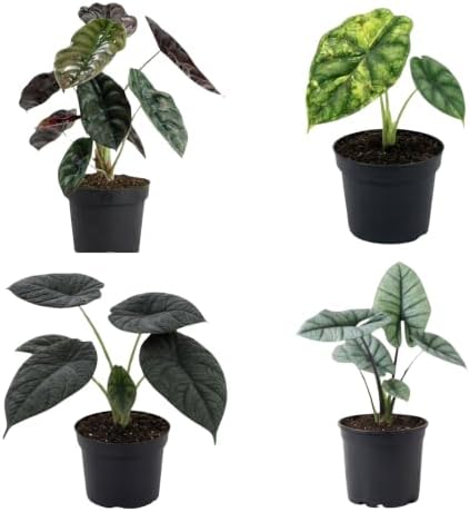 Alocasia Platinum Live Starter Plant, 4-8 Inches | Silvery-Blue Metallic Sheen Leaves, USDA Zones 10 to 11, Partial Shade, No Pot