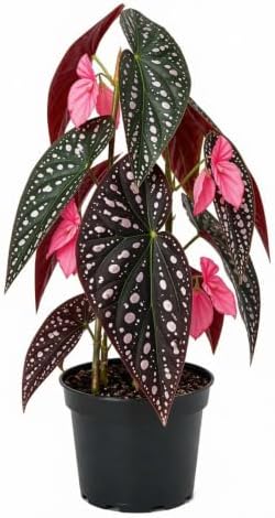 Begonia Starter Live Plants, 4-8 Inches, No Pot (Black Foliage)