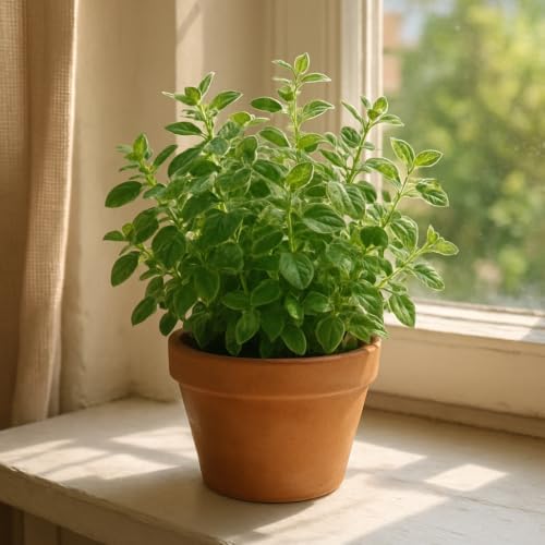 Set of 2 Greek Oregano Live Plants, Bold Flavor Culinary Herb, USDA Zones 5 to 11, Full Sun
