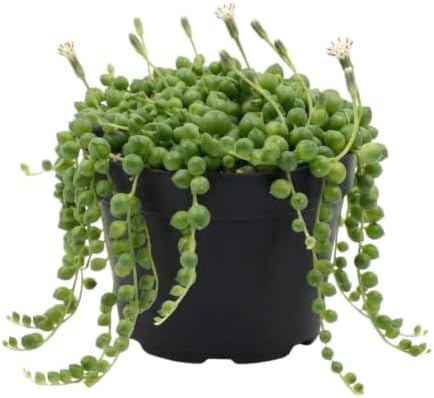 String of Frogs Live Plant, 4 in, Nursery Pot | Ficus pumila 'Quercifolia', tiny oak leaf shaped foliage, a tropical fig vine not a succulent