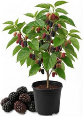 Illinois Everbearing Mulberry Live Plant, 4-8 Inches | Cold Hardy Self-Fertile Fruit Tree, USDA Zones 4 to 9, Full Sun, No Pot