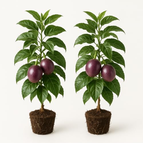 Possum Purple Passion Fruit Live Plant, Self-Fertile Cold Hardy Edible Purple Passionfruit Vine, USDA Zones 7 to 11, Full Sun