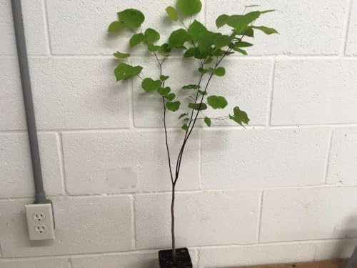 Eastern Redbud Tree Live Plant in 4 in Pot, 6-12 in - Cercis Canadensis | Ships as a live starter tree about 6-12 in tall in a 4 in pot. Rosy-pink spring blooms. Hardy in USDA zones 4-9.