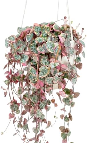 String of Frogs Live Plant, 4 in, Nursery Pot | Ficus pumila 'Quercifolia', tiny oak leaf shaped foliage, a tropical fig vine not a succulent