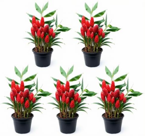 Set of 2 Red Awapuhi Shampoo Ginger Live Plant, Zingiber Zerumbet | Starter Plant, 4-8 Inches, Hawaiian Shampoo Plant, Fragrant Red Cone Flowers, USDA Zones 9 to 11, Partial Shade, No Pot