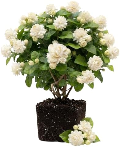 Set of 2 Maid of Orleans Arabian Jasmine Live Starter Plants, 4-8 Inches | Fragrant Double White Star-Shaped Blooms, USDA Zones 8 to 11, Full Sun, No Pot