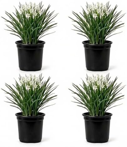Set of 4 Garlic Chives Live Starter Plants, 4-8 Inches | Perennial Culinary Onion Herb, USDA Zones 3 to 9, Full Sun, No Pot