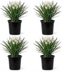 Set of 4 Garlic Chives Live Starter Plants, 4-8 Inches | Perennial Culinary Onion Herb, USDA Zones 3 to 9, Full Sun, No Pot