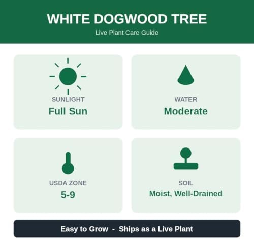 White Dogwood Tree Live Plant in Quart Pot, 10-16 in (Cornus Florida) | Ships as a live starter tree, 10-16 in tall in a quart pot. Native dogwood with white spring blooms. Hardy USDA zones 5-9.
