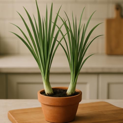 Set of 2 Lemon Grass Live Plants, Lemongrass Culinary and Mosquito Repelling Herb, USDA Zones 9 to 11, Full Sun