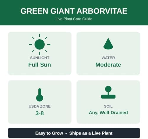 Green Giant Arborvitae Live Plant in 1 Gallon Pot, 18-24 in (Thuja) | Ships as a live plant 18-24 in tall in a trade-gallon pot. Fast privacy evergreen, deer resistant. Hardy USDA zones 3-8.
