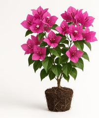 Bougainvillea Pink Live Plant, Vibrant Colorful Bract Flowering Vine for Trellis, USDA Zones 9 to 11, Full Sun