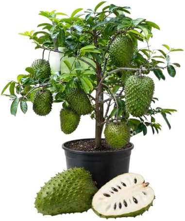 Soursop Tree Live Plant, 4 to 7 Inch Annona Muricata Guanabana | Tropical Guanabana Fruit Tree, USDA Zones 10 to 11, Full Sun, NO Pot
