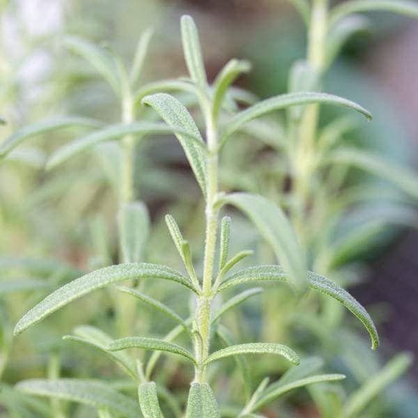 Rosemary Tuscan Blue Starter Plant - Upright Culinary Herb, 1 in Pot | Ships as one rooted starter in a 1 in plug pot. Tuscan Blue rosemary, upright aromatic culinary herb. Zones 7-10.