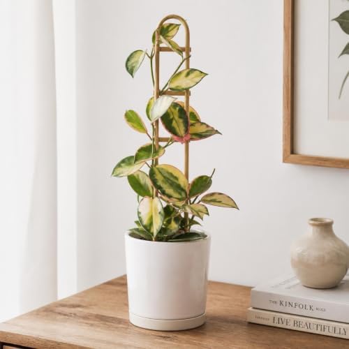 Hoya Sunrise Live Plants, 4-8 Inches Tall | Sun Stressed Wax Plant, Glossy Trailing Vine, USDA Zones 10 to 12, Partial Shade, No Pot