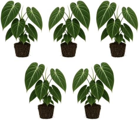 Set of 3 Melanochrysum Philodendron Live Plant, 4-8 inches | Rare Tropical Velvet Leaf Climbing Indoor Houseplant, USDA Zones 9 to 11, Partial Shade