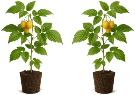Set of 2 Raspberry Fall Gold Live Plants, Sweet Berry Cane Fruit Plant, USDA Zones 4 to 8, Full Sun