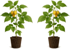 Set of 2 Raspberry Fall Gold Live Plants, Sweet Berry Cane Fruit Plant, USDA Zones 4 to 8, Full Sun