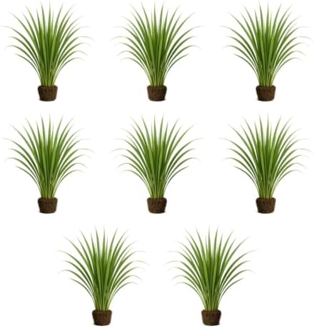 Set of 8 Lemon Grass Live Plants, 4-8 inches | Lemongrass Culinary and Mosquito Repelling Herb, USDA Zones 9 to 11, Full Sun, No Pot