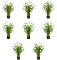 Set of 8 Lemon Grass Live Plants, 4-8 inches | Lemongrass Culinary and Mosquito Repelling Herb, USDA Zones 9 to 11, Full Sun, No Pot