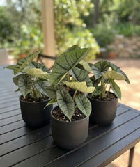 Alocasia Platinum Live Starter Plant, 4-8 Inches | Silvery-Blue Metallic Sheen Leaves, USDA Zones 10 to 11, Partial Shade, No Pot