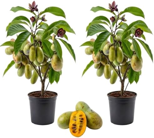 Paw Paw Indian Banana Tree Live Plant, 6-12 Inches, Quart Pot | Cold Hardy Native Fruit Tree, USDA Zones 5 to 8, Full Sun to Full Shade, Quart Pot