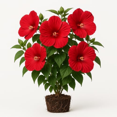 Hardy Hibiscus Luna White Live Starter Plant, 4-8 Inches | Giant Dinner Plate Perennial Blooms, USDA Zones 4 to 9, Full Sun, No Pot