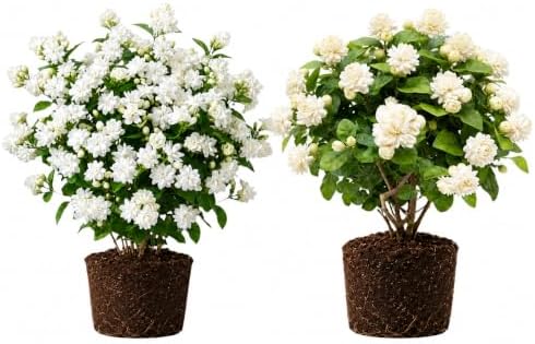 Set of 2 Maid of Orleans Arabian Jasmine Live Starter Plants, 4-8 Inches | Fragrant Double White Star-Shaped Blooms, USDA Zones 8 to 11, Full Sun, No Pot