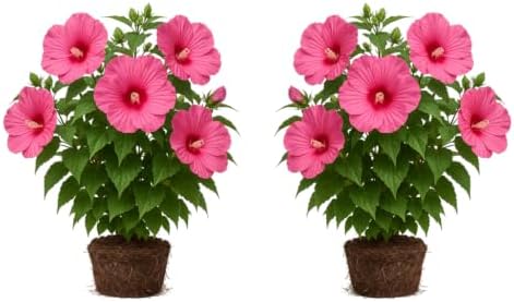 Hardy Hibiscus Luna Rose Live Starter Plant, 4-8 Inches | Giant Dinner Plate Perennial Blooms, USDA Zones 4 to 9, Full Sun, No Pot