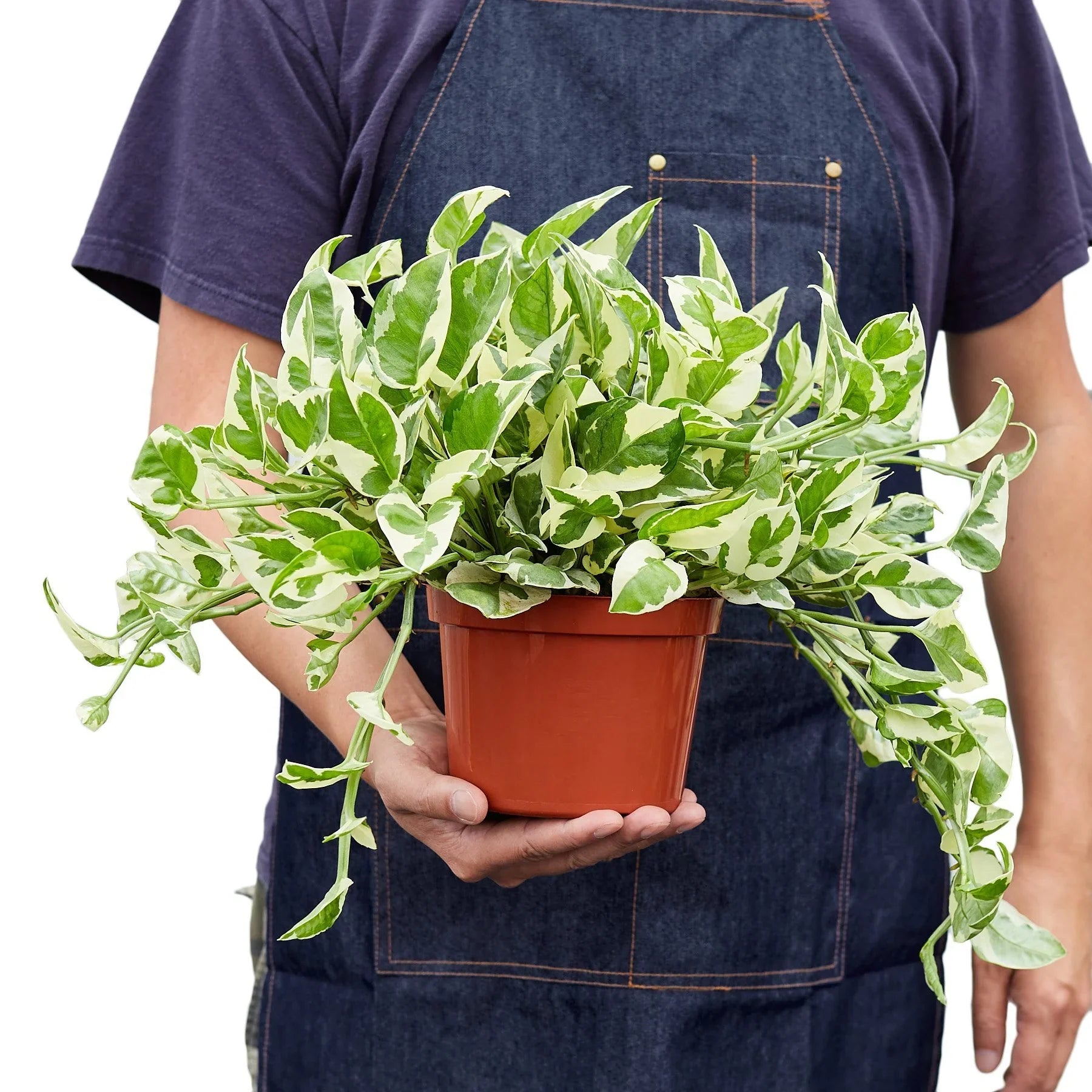Pothos 'N'joy' - photo 5