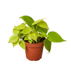 Philodendron 'Neon' live houseplant