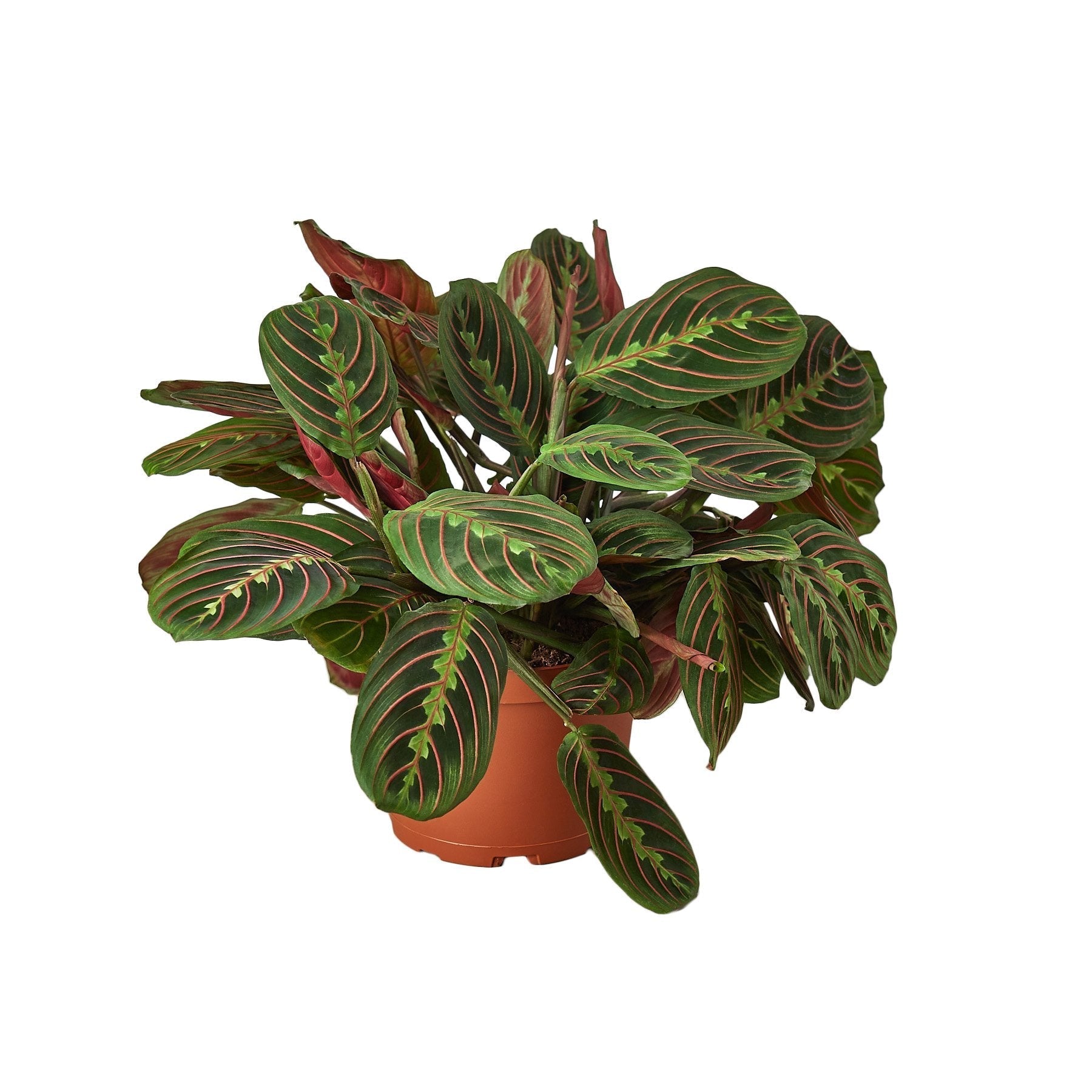 Maranta Red Prayer - 6" Pot live houseplant