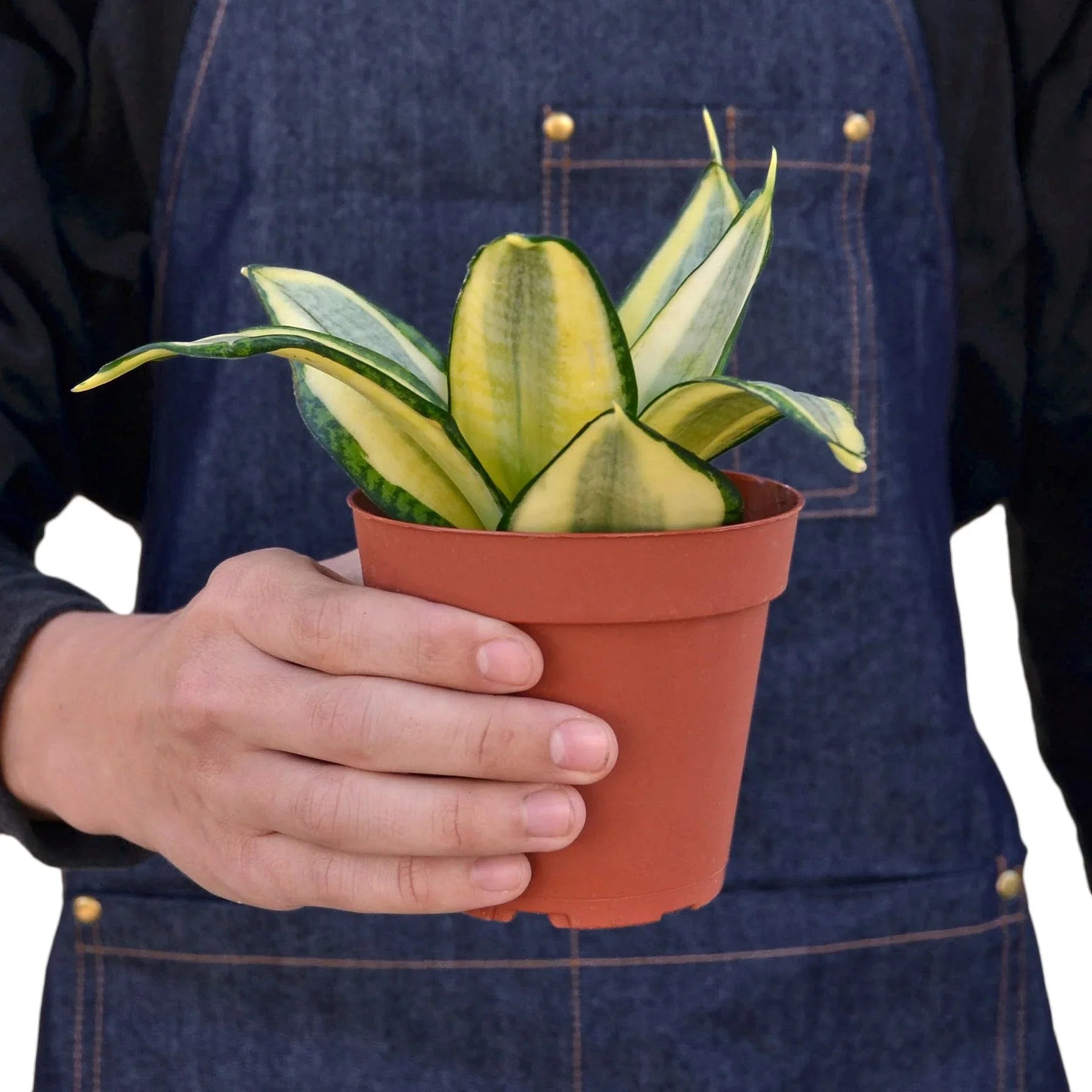 Snake Plant Gold Hahnii - photo 3