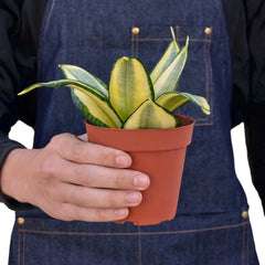 Snake Plant Gold Hahnii - photo 3