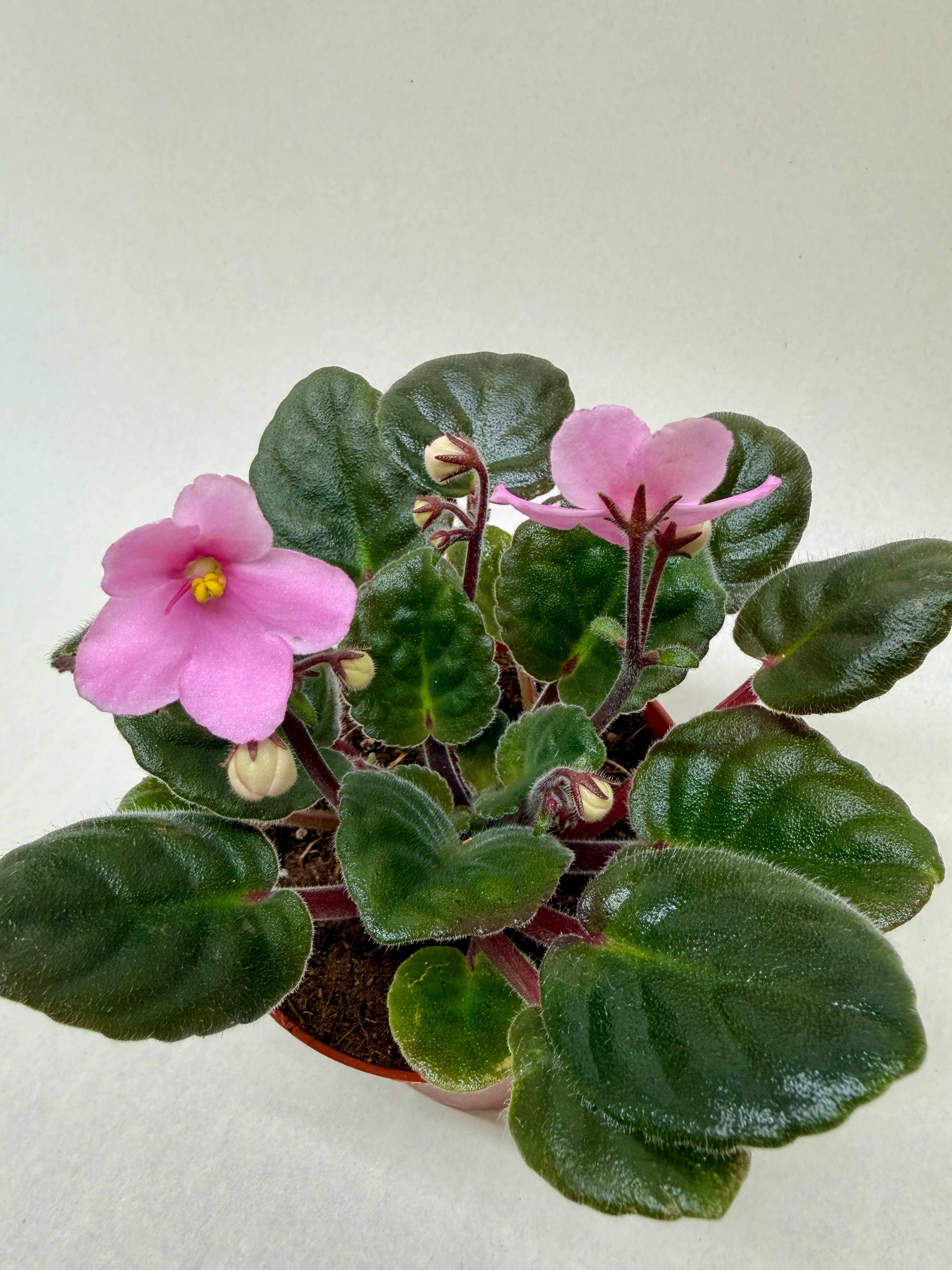 African Violet 'Pink' - photo 2