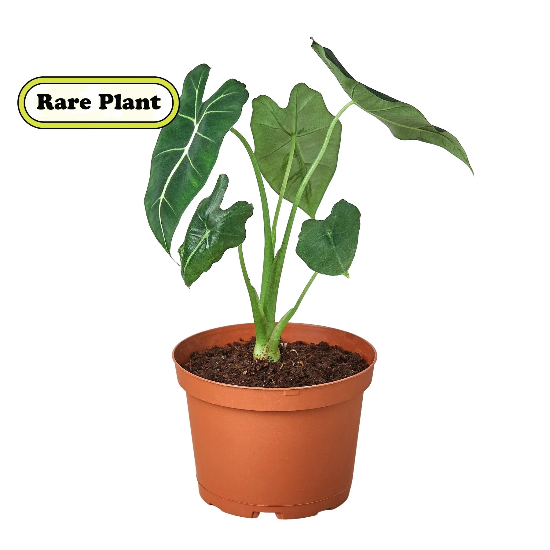 Alocasia Micholitziana 'Frydek' - photo 2