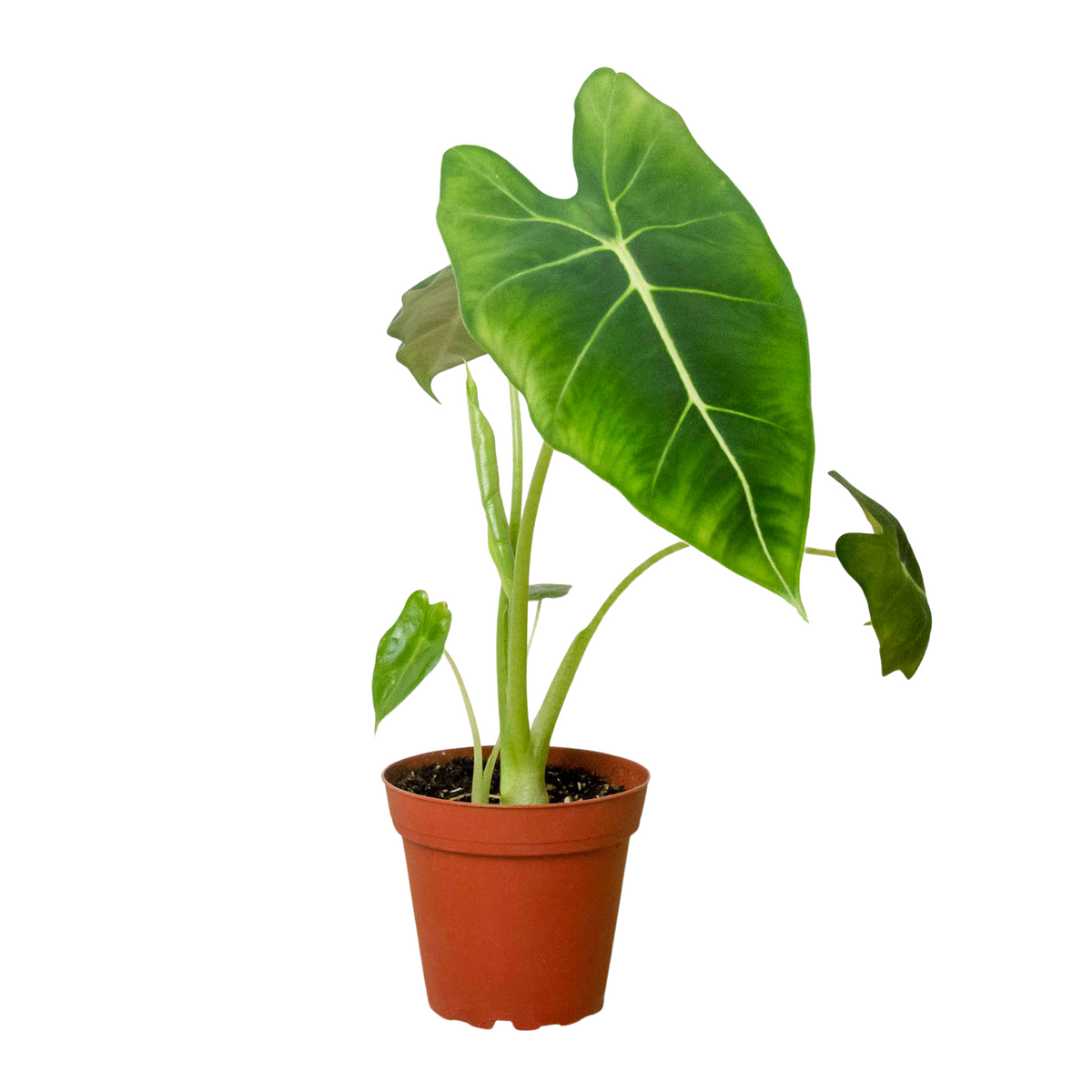 Alocasia Micholitziana 'Frydek' live houseplant