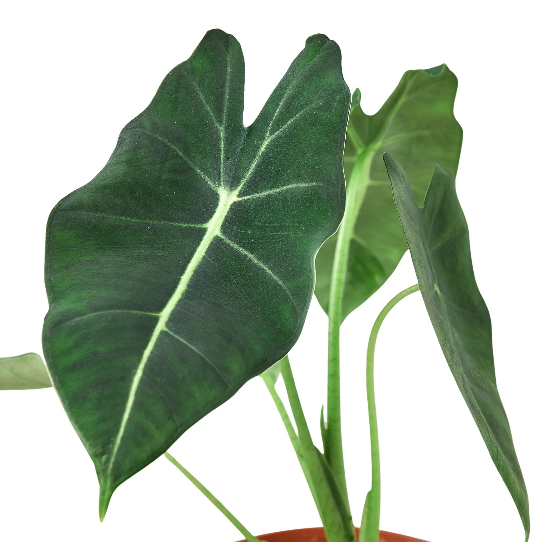Alocasia Micholitziana 'Frydek' - photo 4