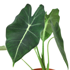 Alocasia Micholitziana 'Frydek' - photo 4