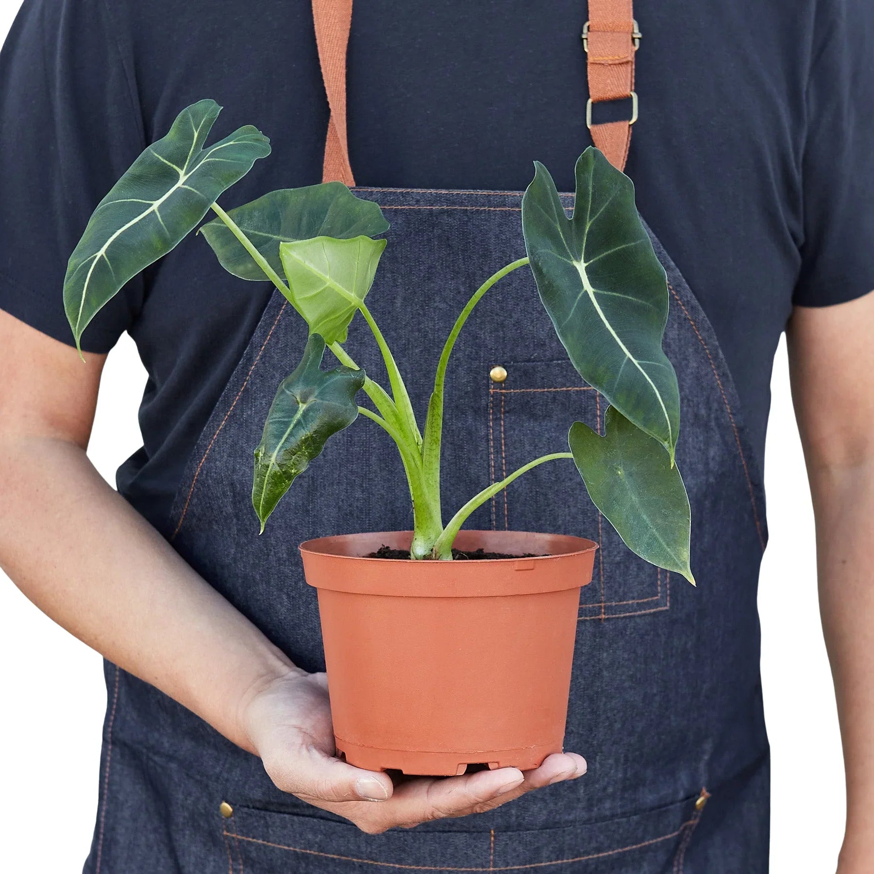 Alocasia Micholitziana 'Frydek' - photo 6