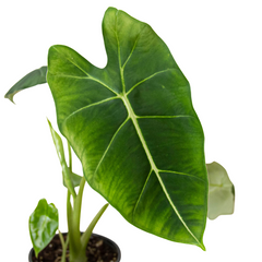 Alocasia Micholitziana 'Frydek' - photo 3