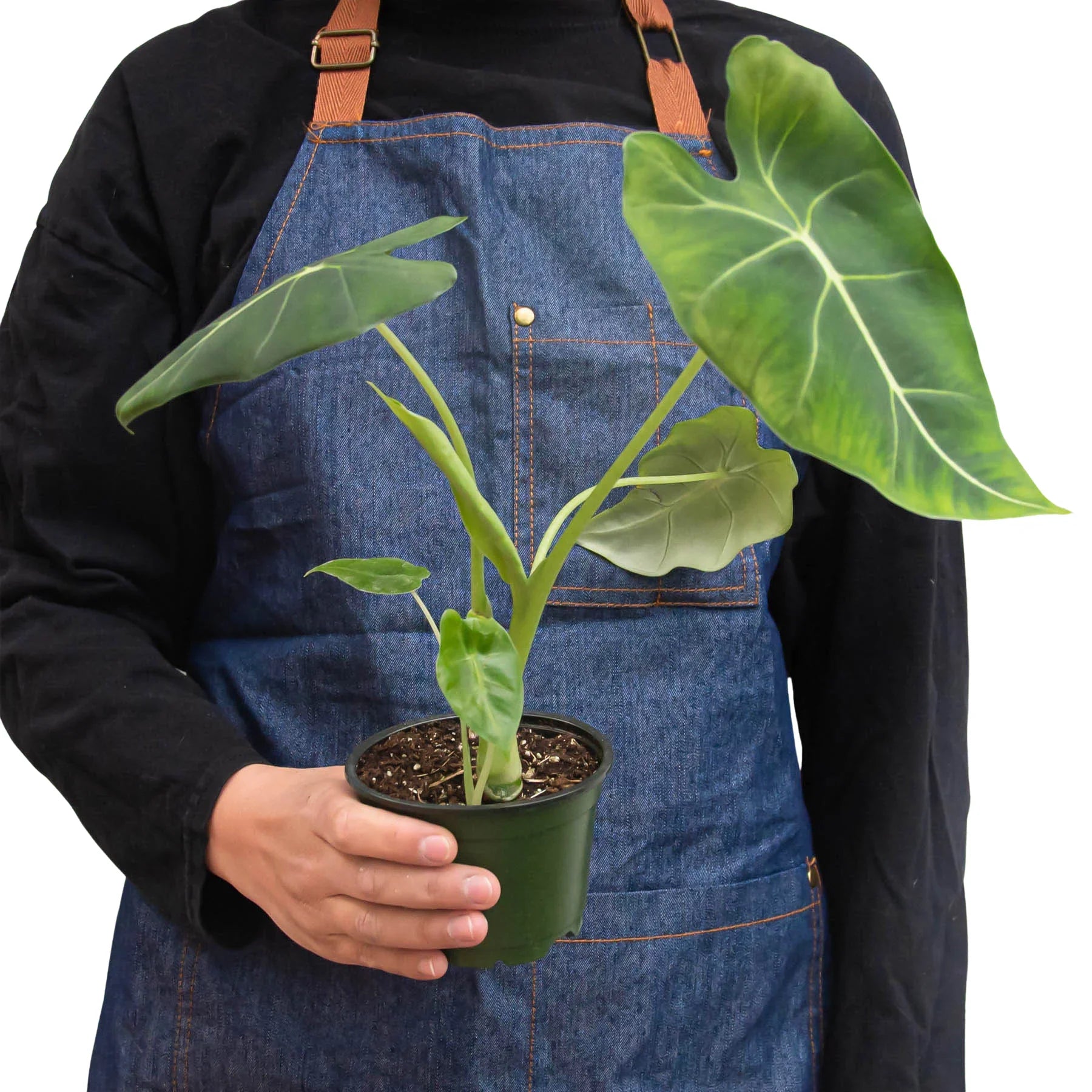 Alocasia Micholitziana 'Frydek' - photo 5