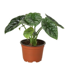 Alocasia 'Mirror Face' live houseplant