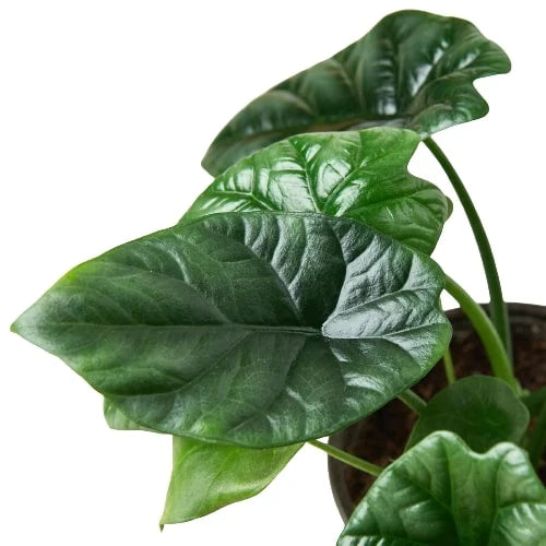 Alocasia 'Mirror Face' - photo 2