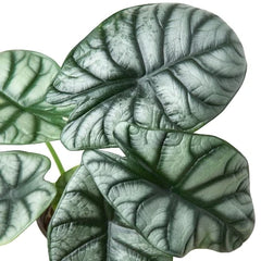 Alocasia Silver Dragon - photo 3