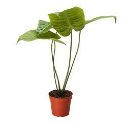 Anthurium 'Veitchii'