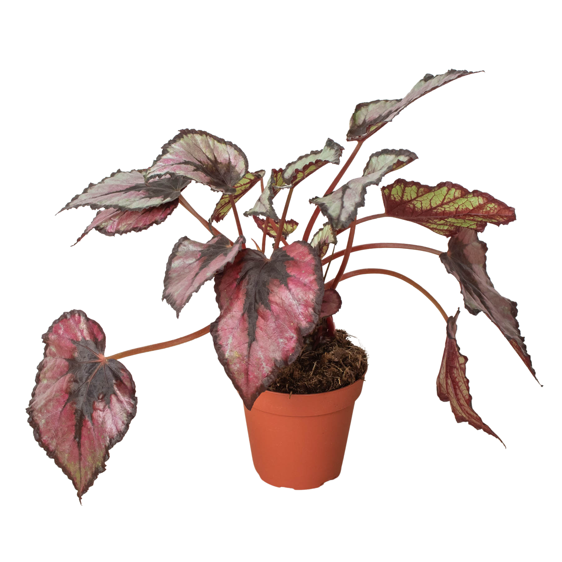Begonia 'Rex' live houseplant