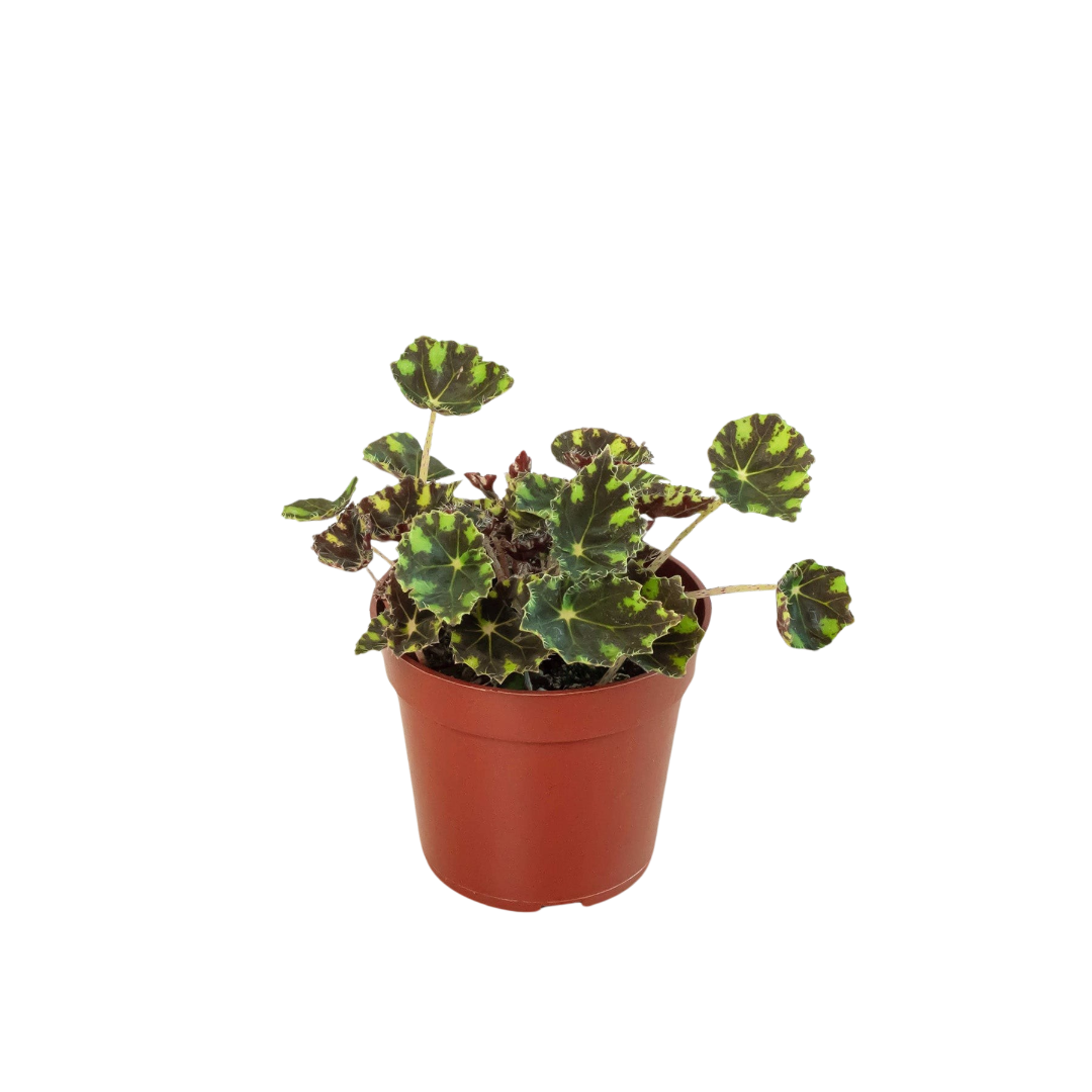 Foliage Starter Trio - 3 Live Houseplants