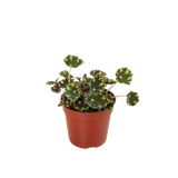Foliage Starter Trio - 3 Live Houseplants